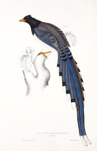 John Gould Birds of Himalaya Set 2 [40 Images]