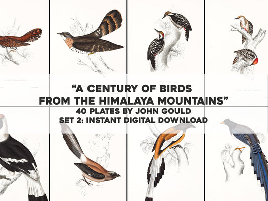 John Gould Birds of Himalaya Set 2 [40 Images]