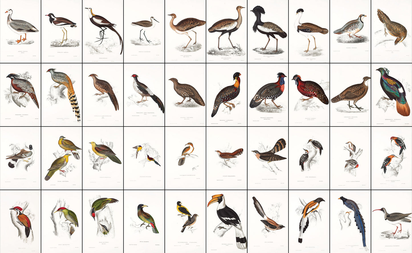 John Gould Birds of Himalaya Set 2 [40 Images]