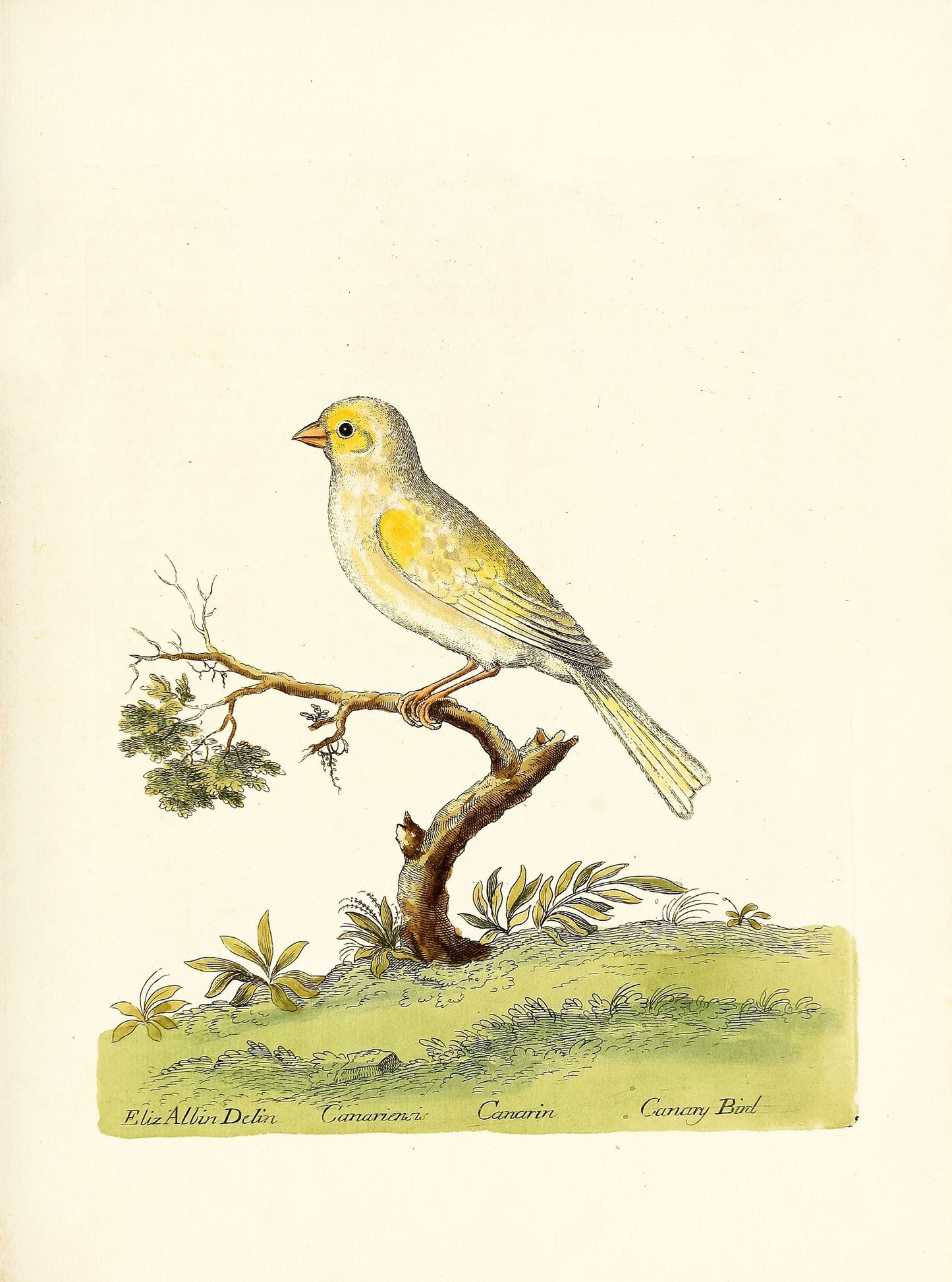 A Natural History of Birds Set 2 [56 Images]