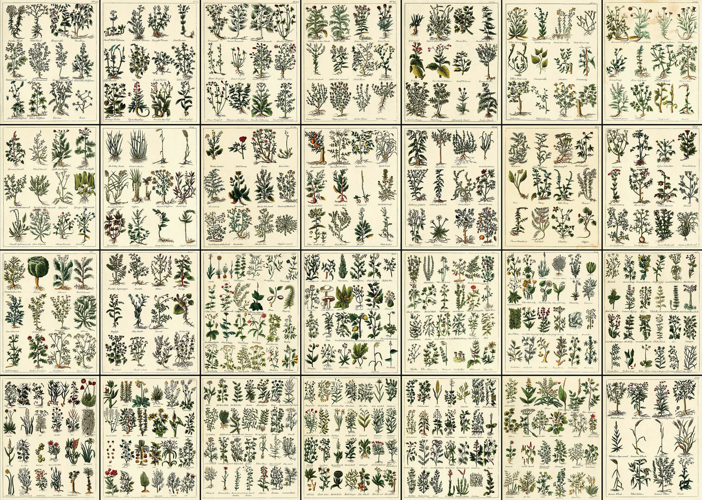 Culpeper's Complete Herbal [28 Images]
