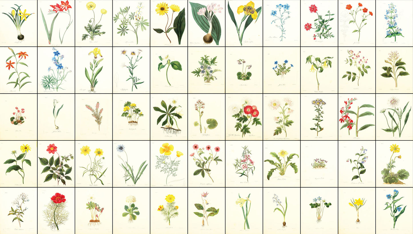 Floral Illustrations of the Seasons [55 Images]