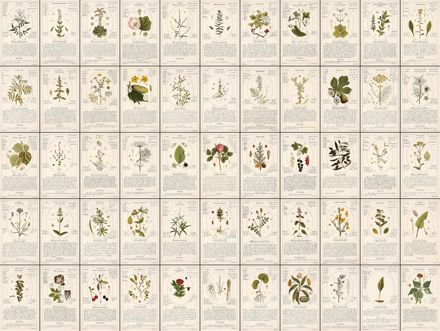 Botanicum Medicinale Set 1 [55 Images]