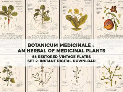 Botanicum Medicinale Set 2 [56 Images]