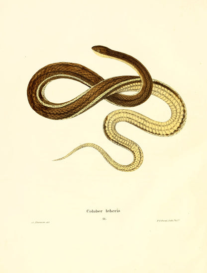 North American Herpetology Set 1 Snakes [59 Images]