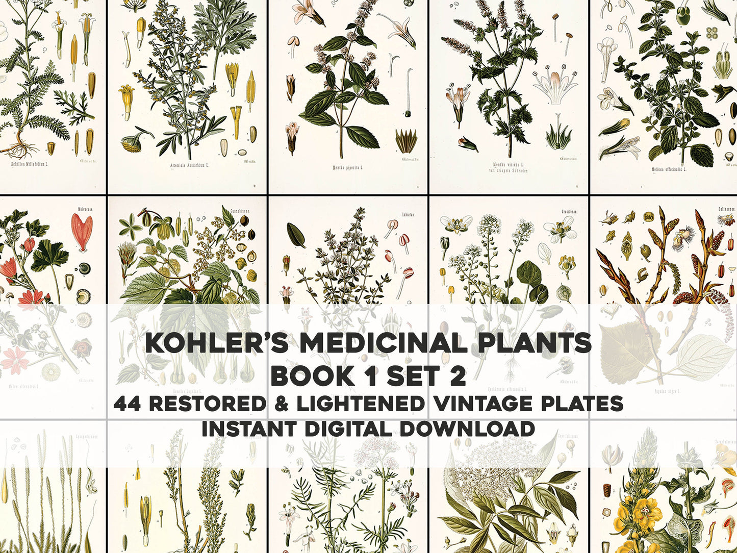 Kohler's Medicinal Plants Whitened Book 1 Set 2 [44 Images]