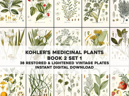 Kohler's Medicinal Plants Whitened Book 2 Set 1 [38 Images]