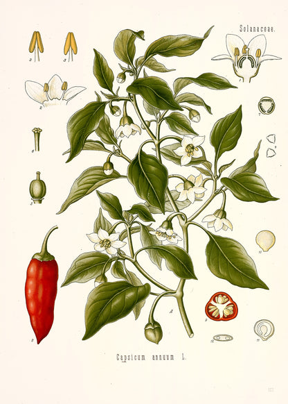 Kohler's Medicinal Plants Whitened Book 2 Set 2 [38 Images]