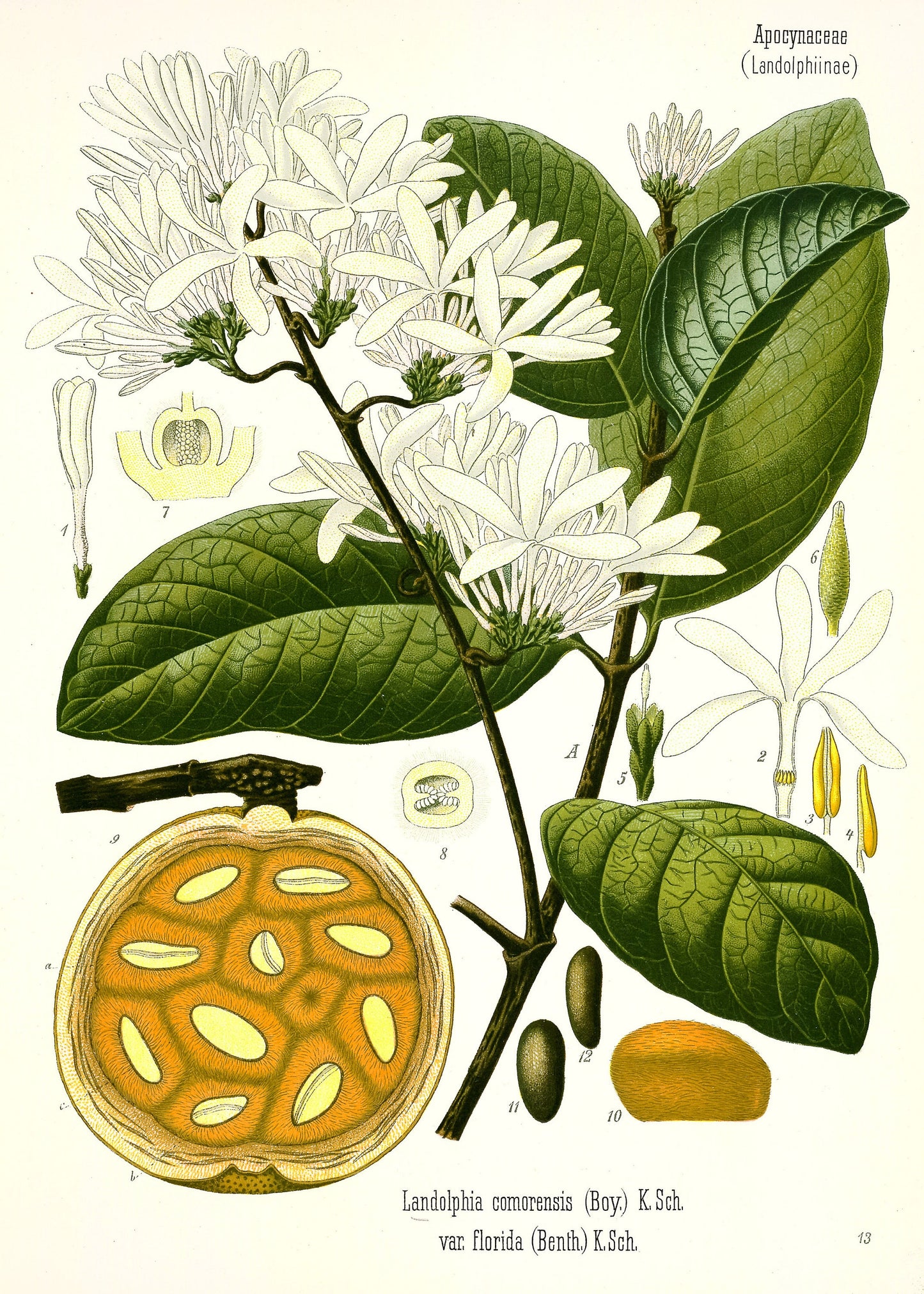 Kohler's Medicinal Plants Whitened Book 3 Set 1 [40 Images]