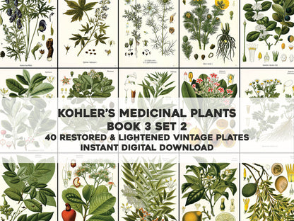Kohler's Medicinal Plants Whitened Book 3 Set 2 [40 Images]