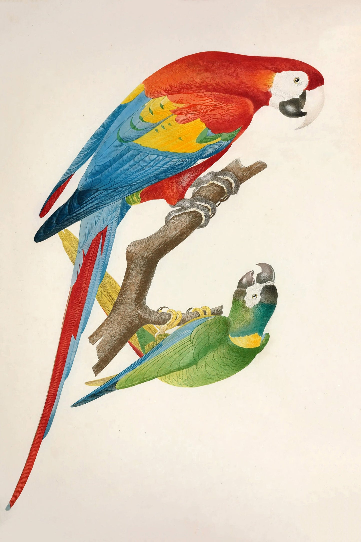 Brazilian Ornithology History of the Birds of Brazil [47 Images]