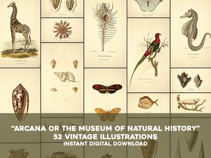 Arcana or the Museum of Natural History [52 Images]