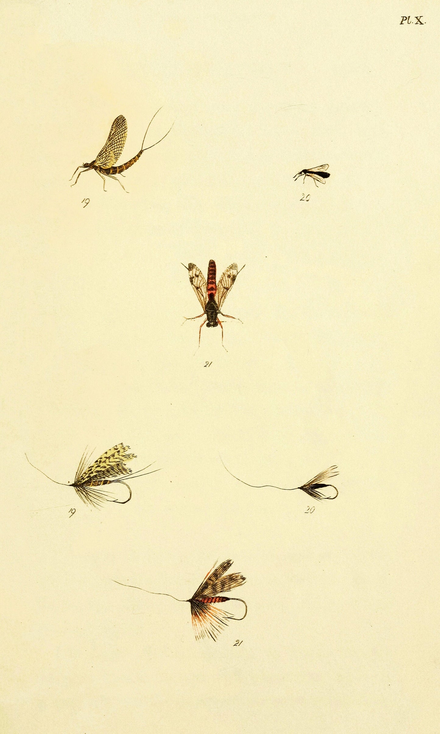 The Fly Fisher's Entomology [30 Images]