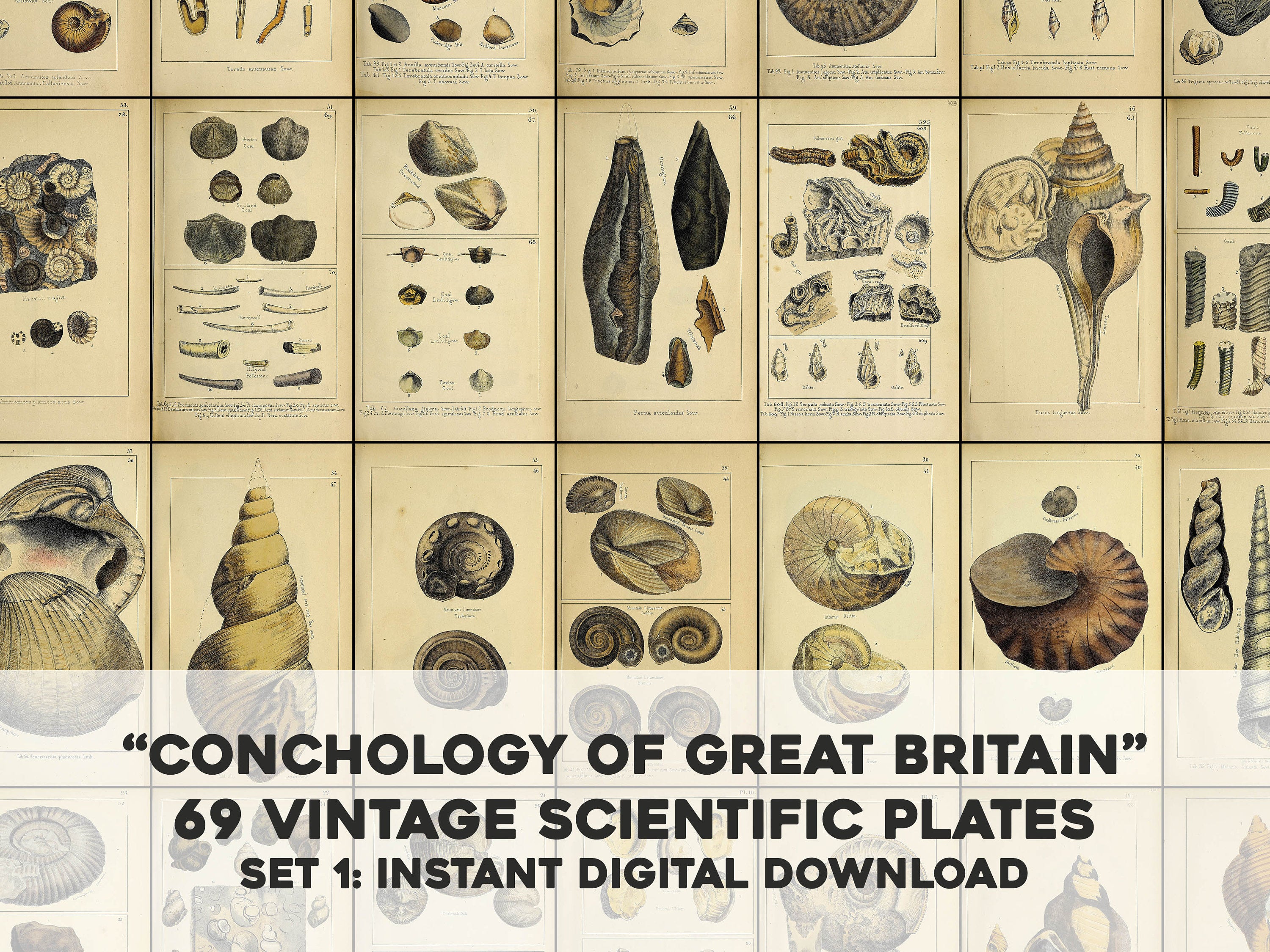 Mineralogical Conchology of Great Britain | Shell Images - CleanArchives
