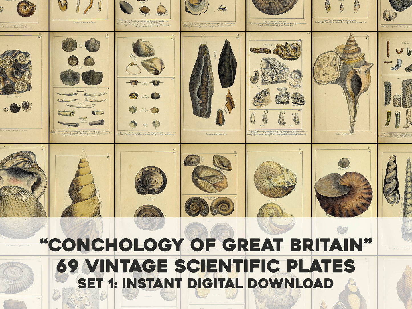 Mineralogical Conchology of Great Britain Set 1 [69 Images]