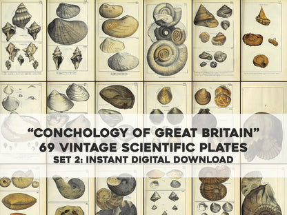 Mineralogical Conchology of Great Britain Set 2 [69 Images]