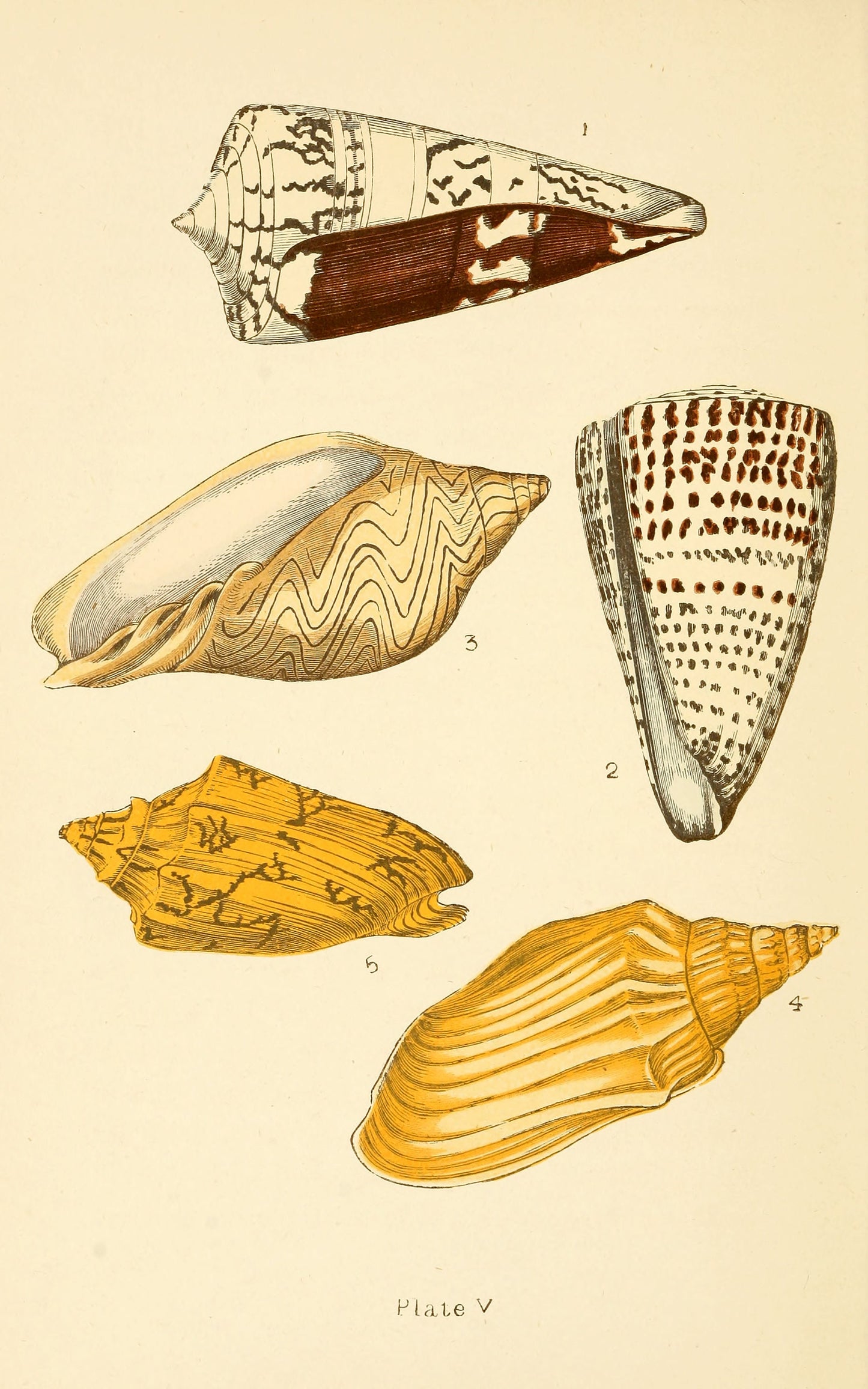 Beautiful Shells [8 Images]