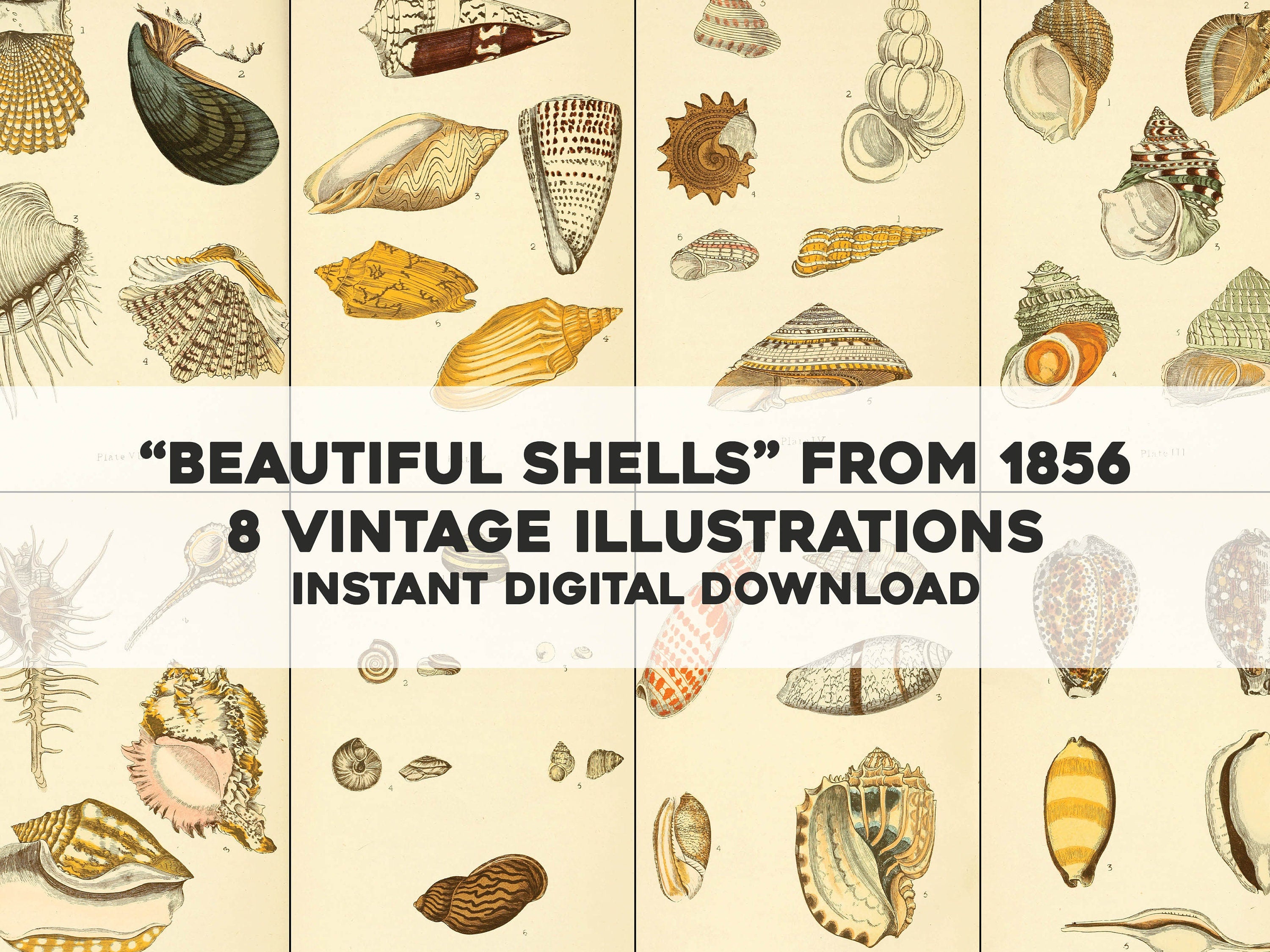 Beautiful Shells | Shell Images - CleanArchives
