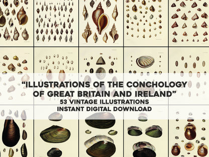 Illustrations of the Conchology of Great Britain & Ireland [53 Images]