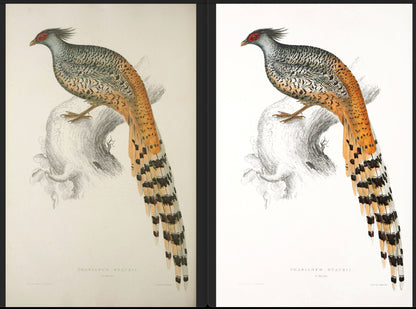 John Gould Birds of Himalaya Set 2 [40 Images]