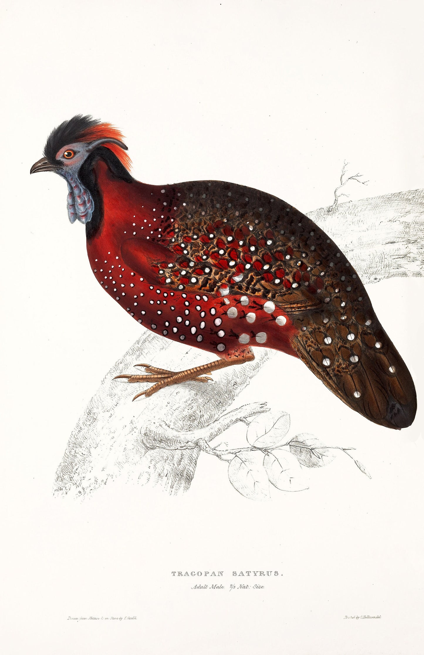 John Gould Birds of Himalaya Set 2 [40 Images]