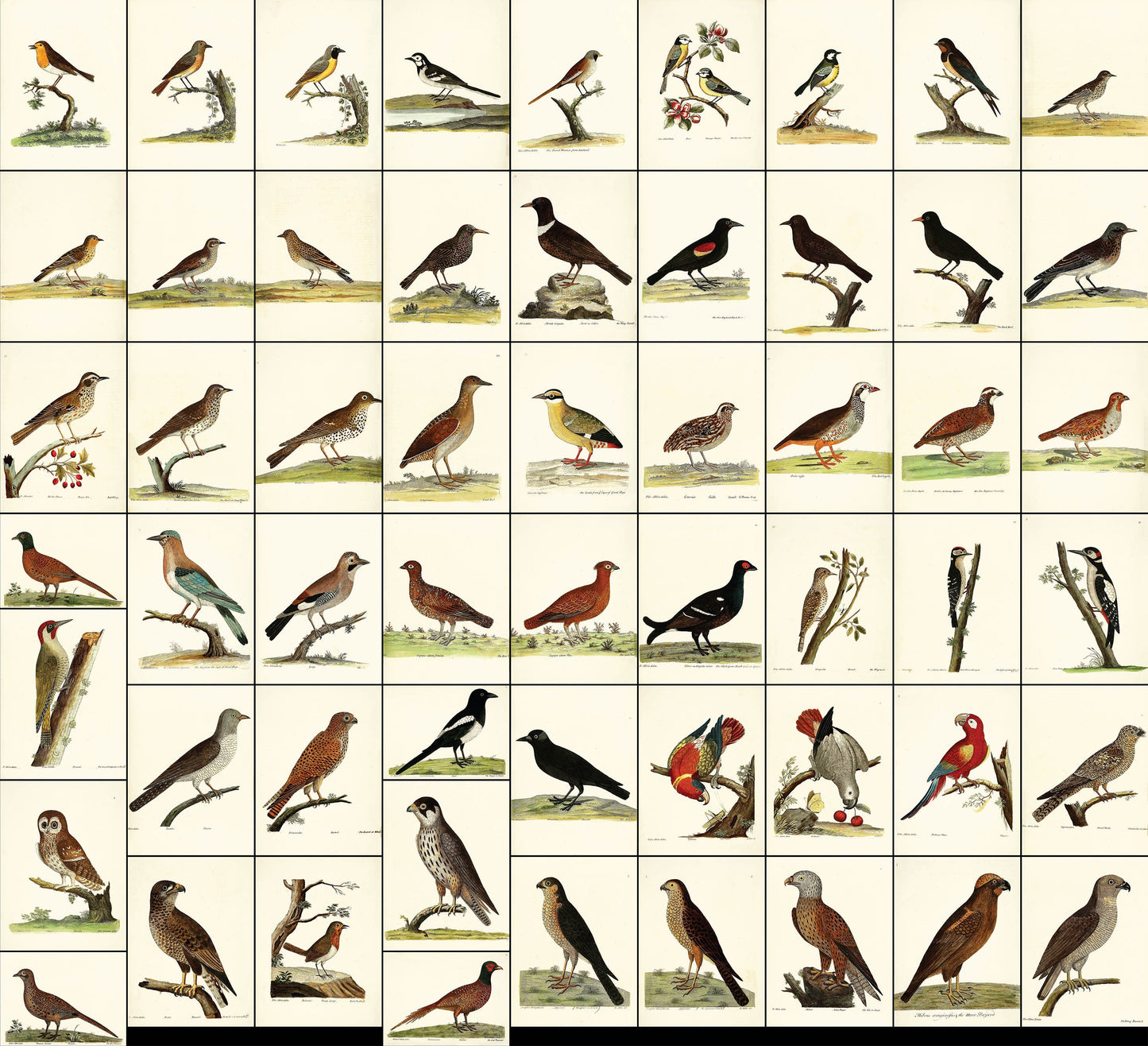 A Natural History of Birds Set 1 [56 Images]