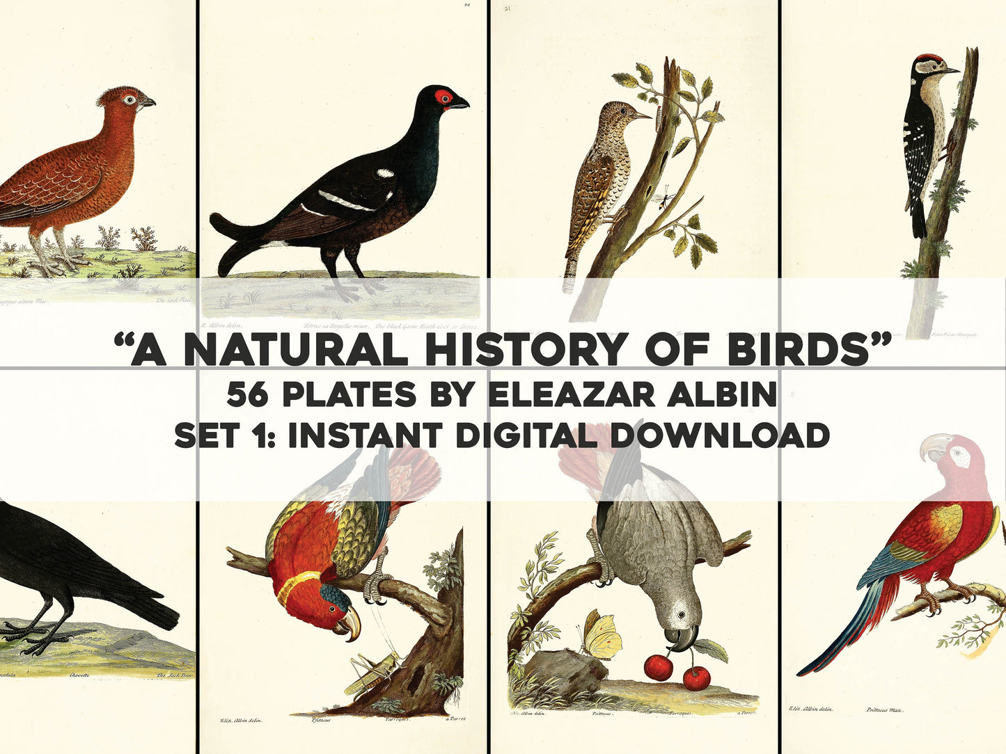A Natural History of Birds Set 1 [56 Images]
