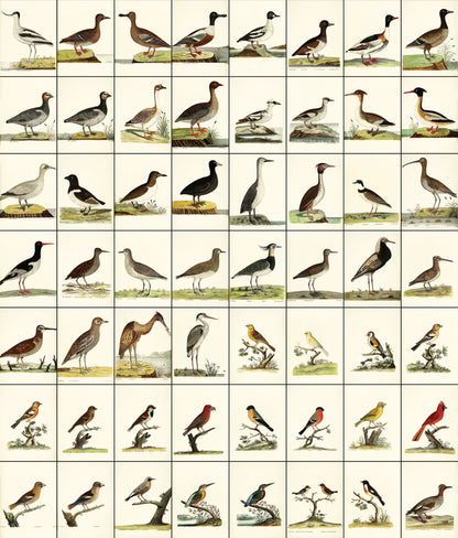 A Natural History of Birds Set 2 [56 Images]