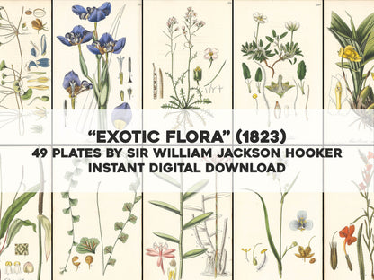 Exotic Flora [49 Images]