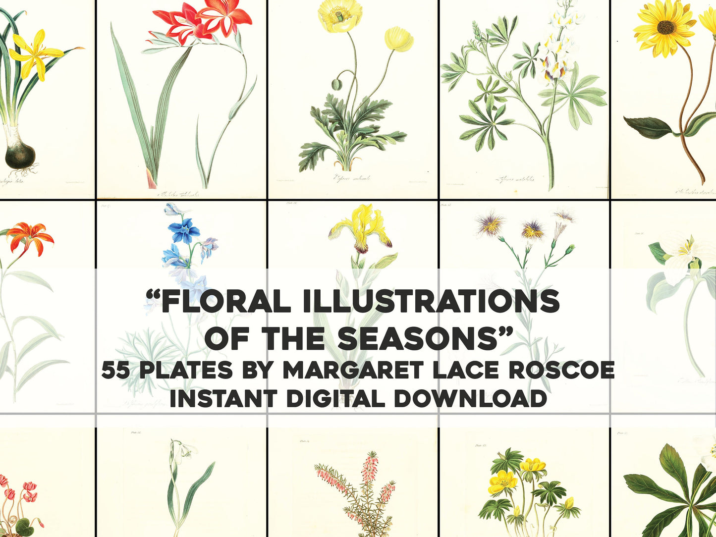 Floral Illustrations of the Seasons [55 Images]