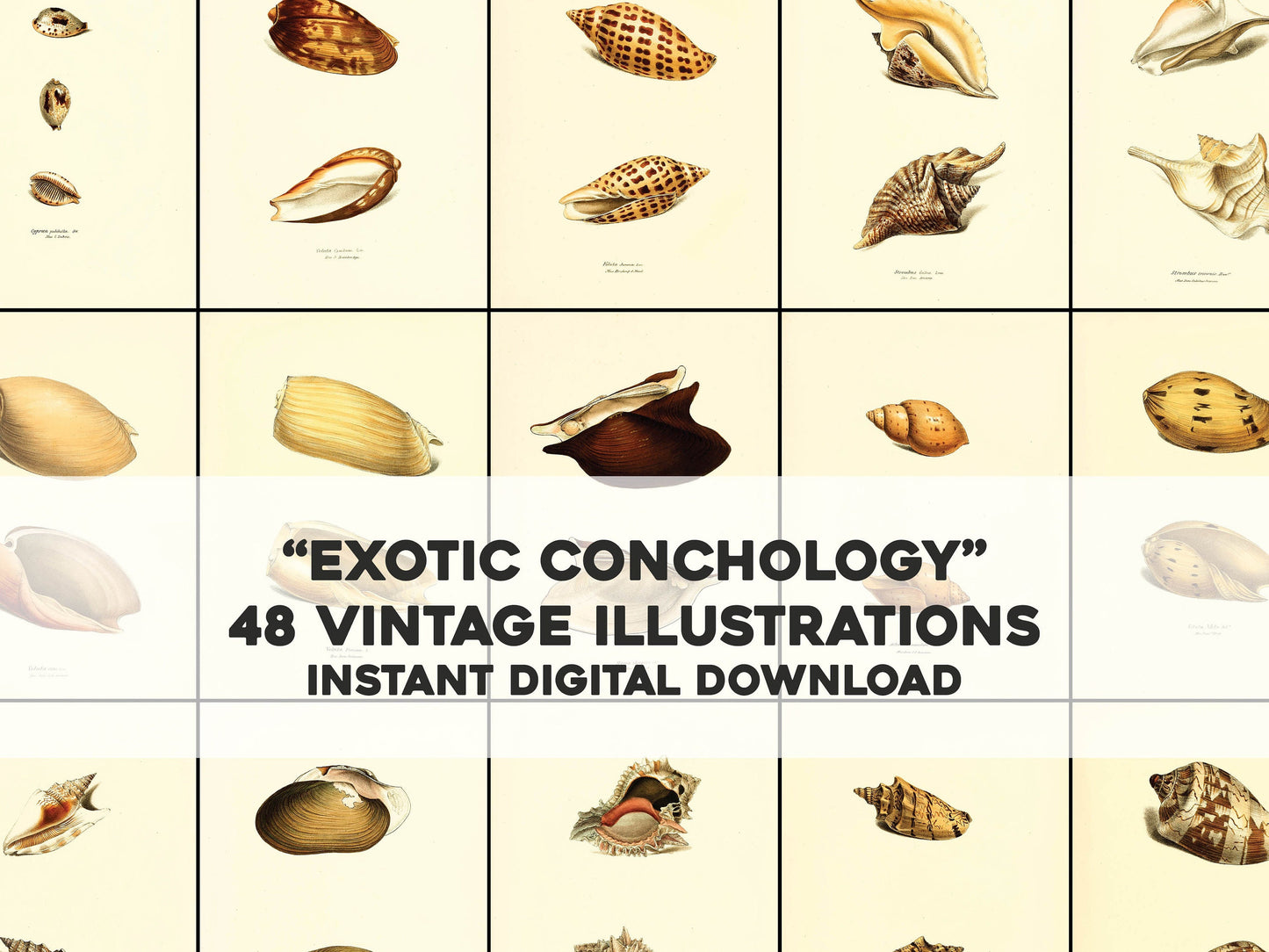 Exotic Conchology [48 Images]
