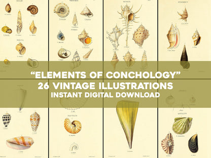 Elements of Conchology [26 Images]