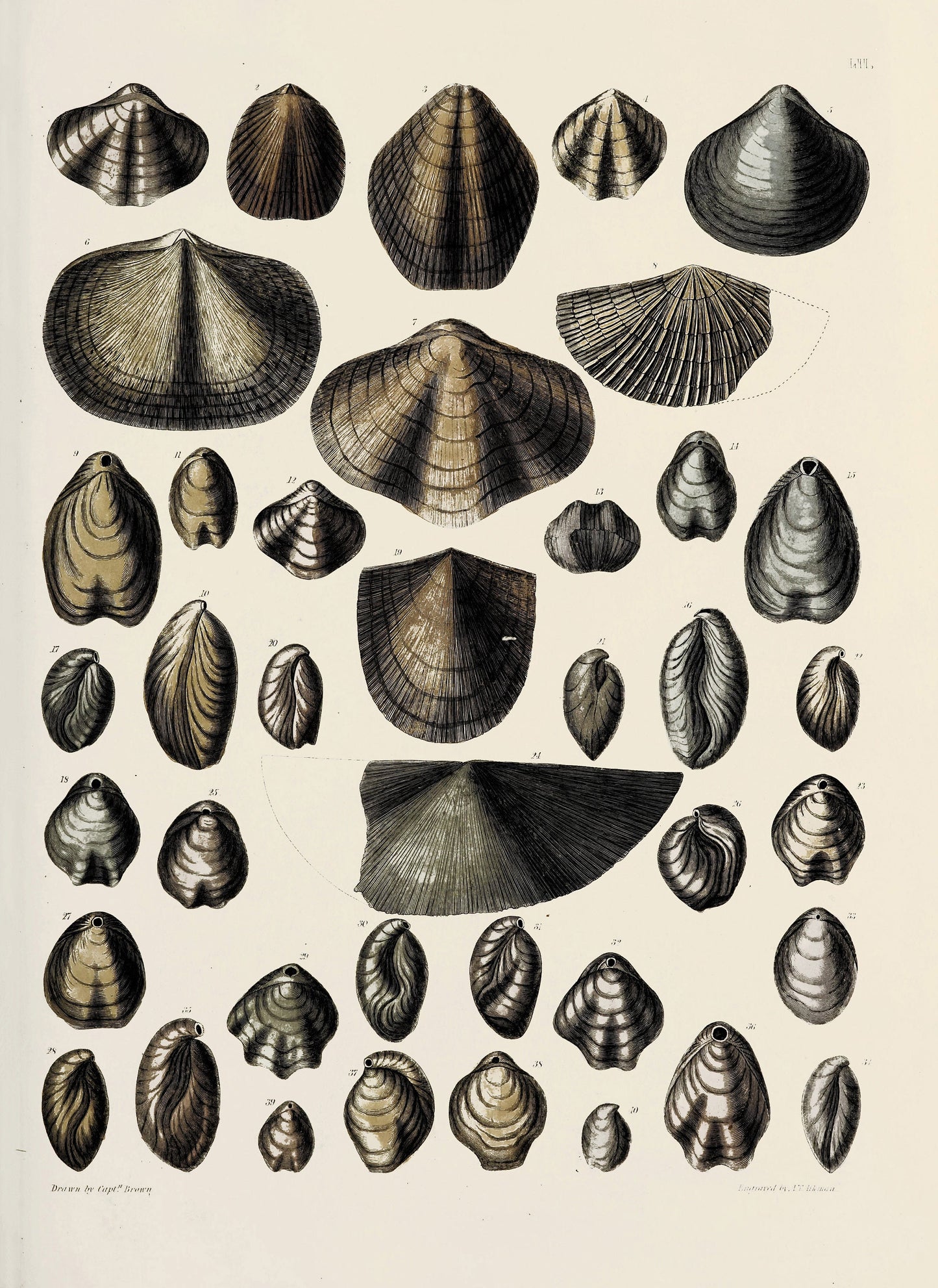 Fossil Conchology of Great Britain & Ireland Set 2 [38 Images]