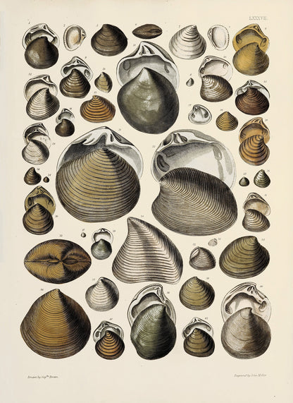 Fossil Conchology of Great Britain & Ireland Set 3 [38 Images]