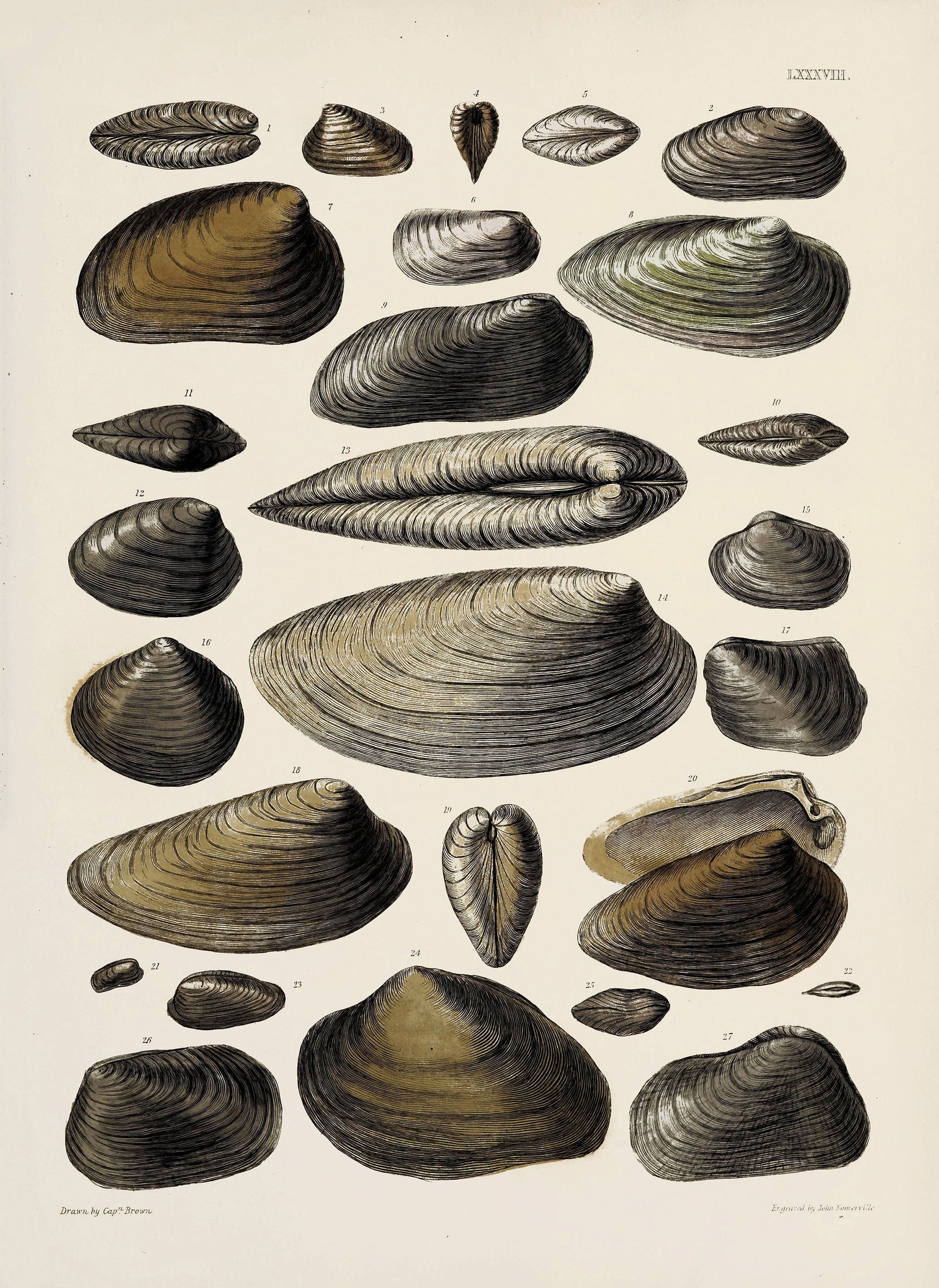 Fossil Conchology of Great Britain & Ireland Set 3 [38 Images]