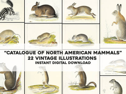 Catalogue of North American Mammals Set 1 [22 Images]