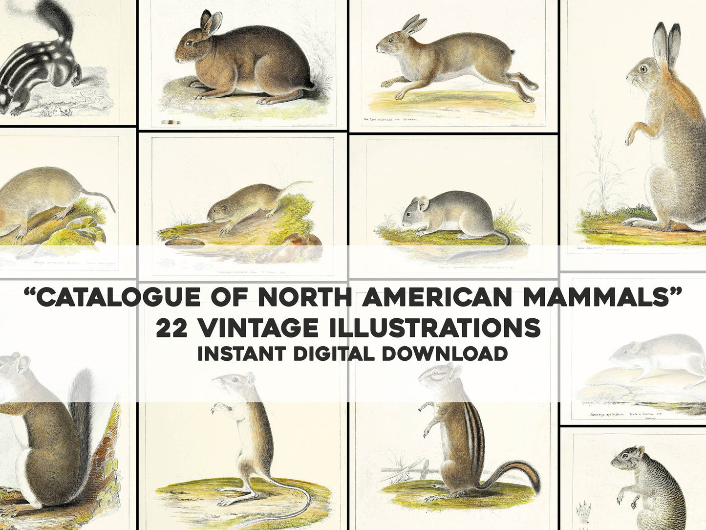 Catalogue of North American Mammals Set 1 [22 Images]