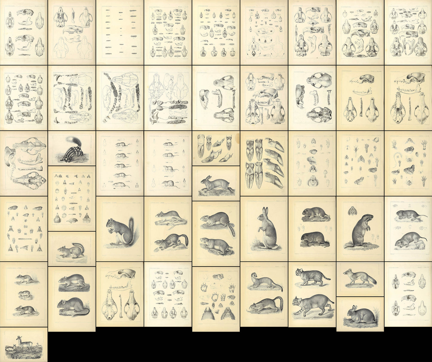 Catalogue of North American Mammals Set 2 [49 Images]