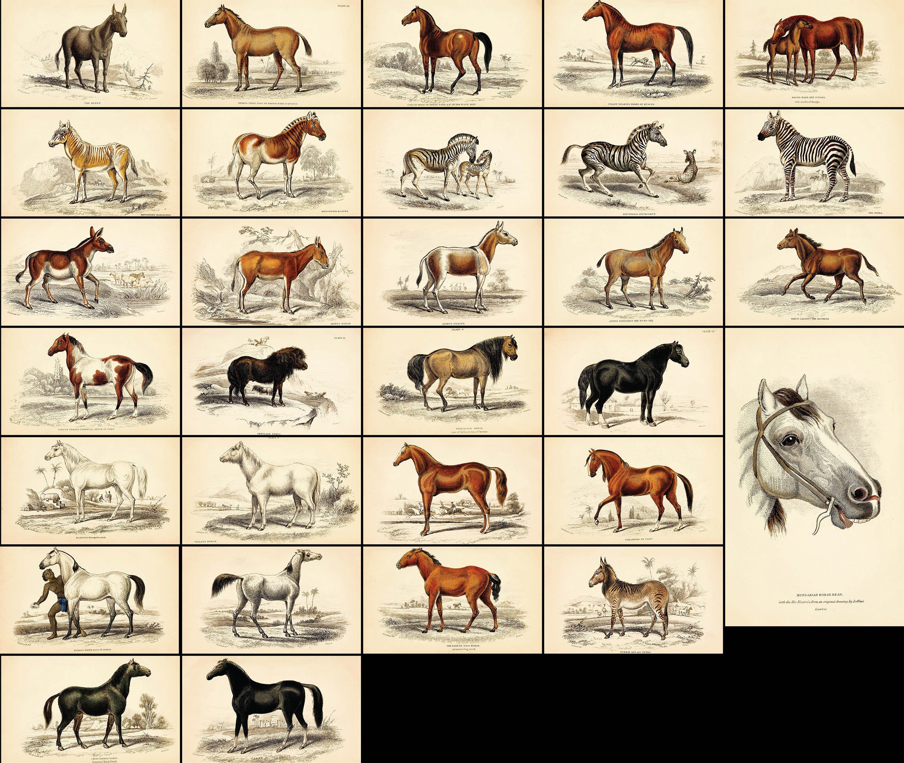 The Natural History of Horses | Animal Images - CleanArchives