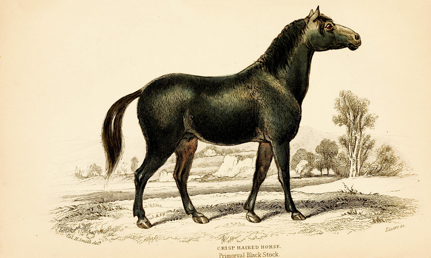 The Natural History of Horses [30 Images]