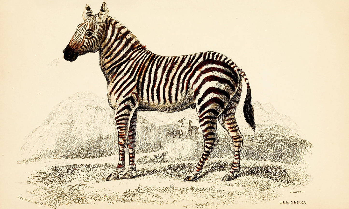 The Natural History of Horses [30 Images]