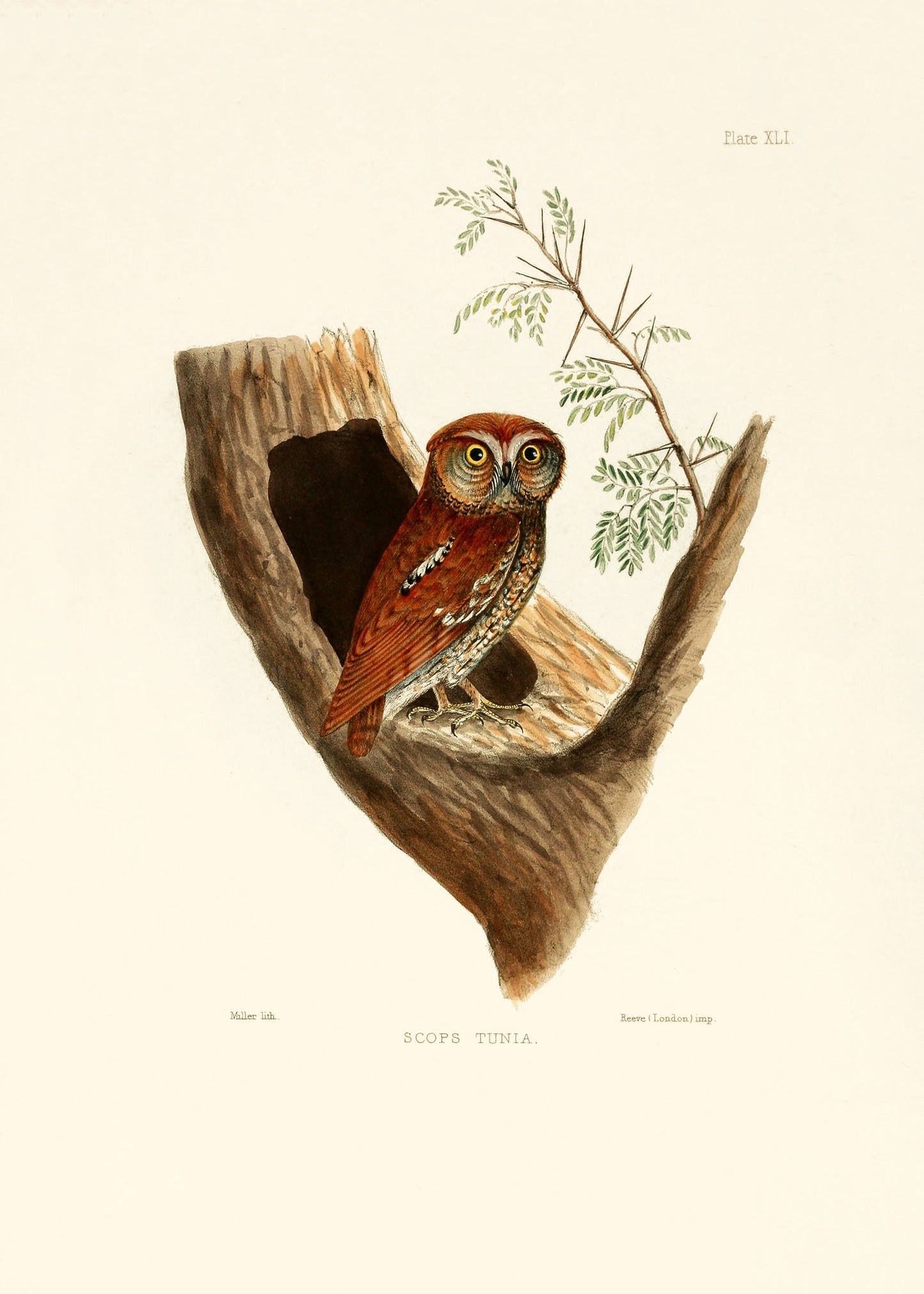 Indian Ornithology [50 Images]