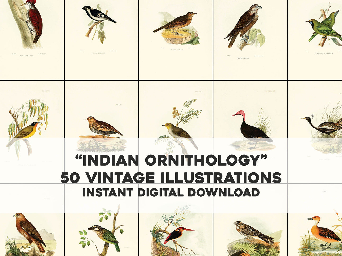Indian Ornithology [50 Images]