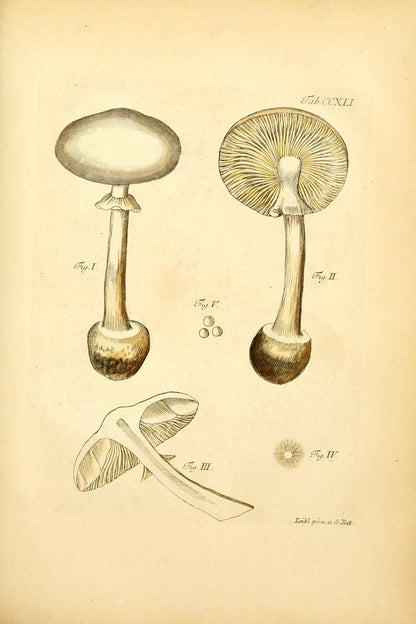 Bavarian Mushrooms [129 Images]