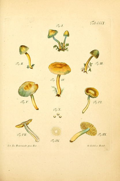 Bavarian Mushrooms [129 Images]