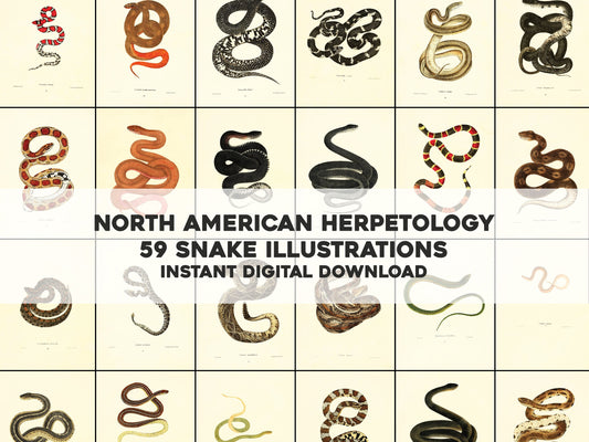 North American Herpetology Set 1 Snakes [59 Images]