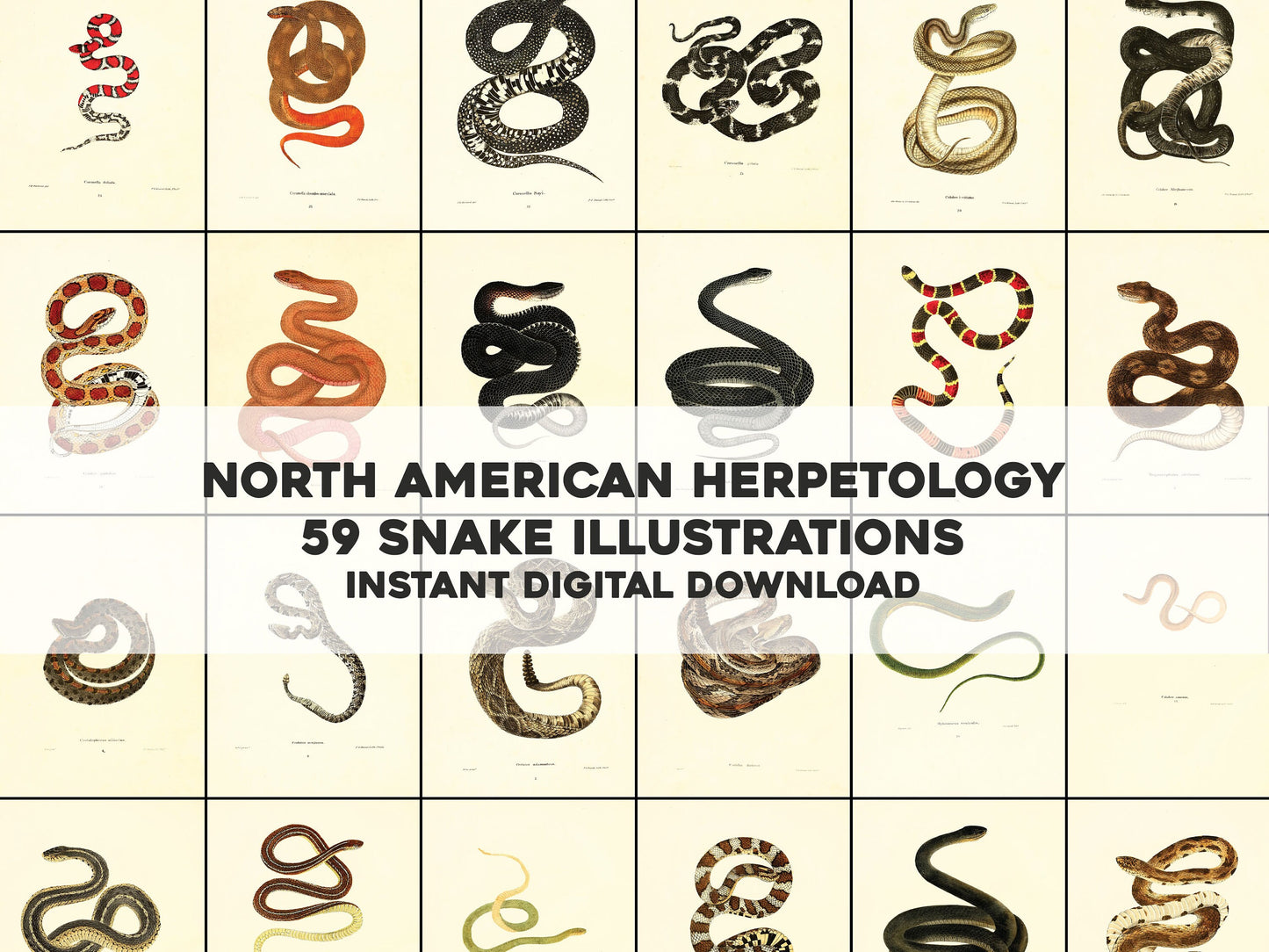 North American Herpetology Set 1 Snakes [59 Images]