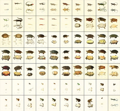 North American Herpetology Set 3 Turtles Frogs Lizards [70 Images]