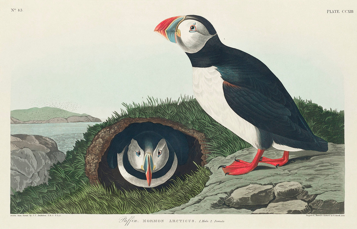 Audubon's Birds of America Water Fowl & Sea Birds [66 Images]