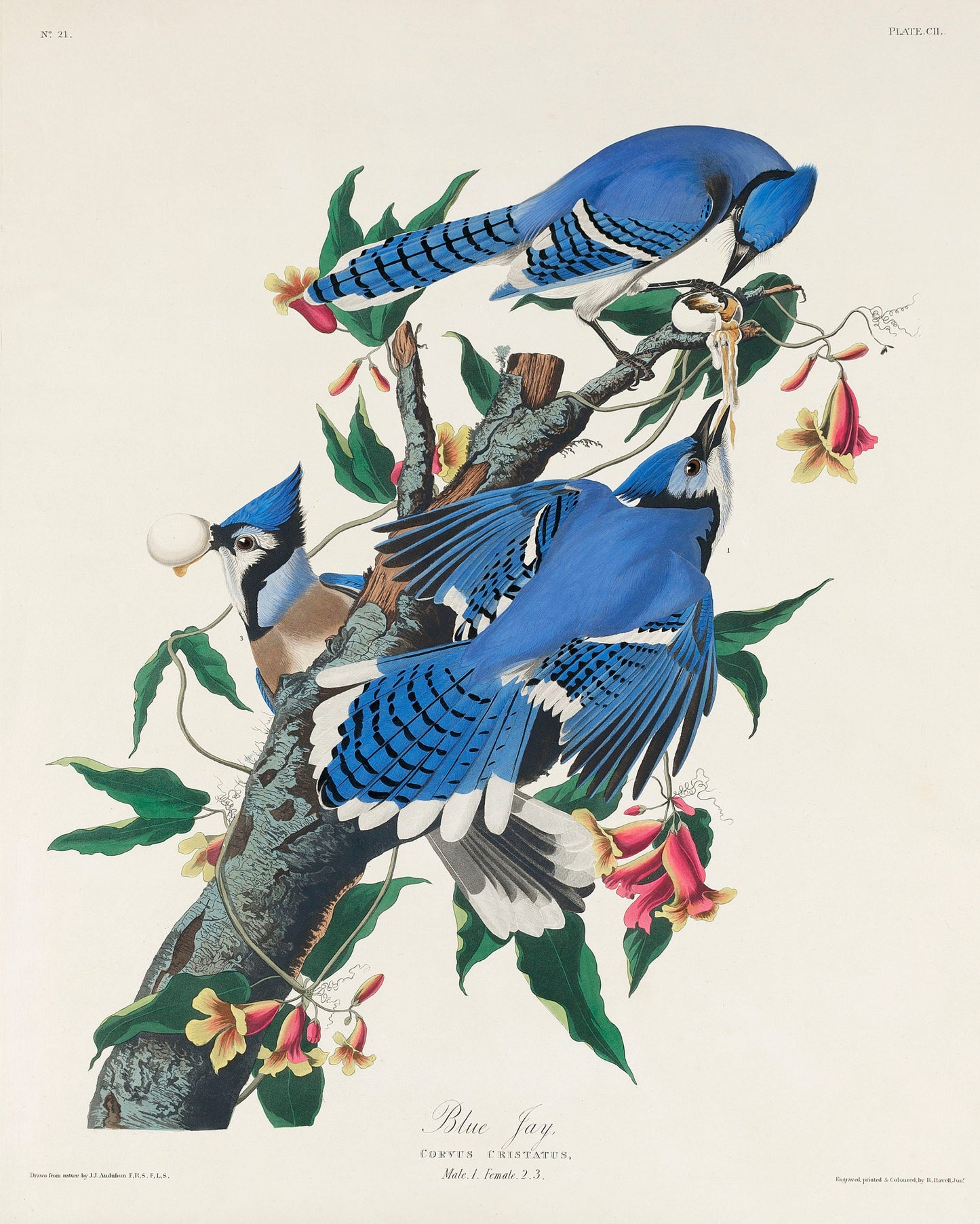 Audubon's Birds of America Birds of Prey & Large Birds [71 Images]